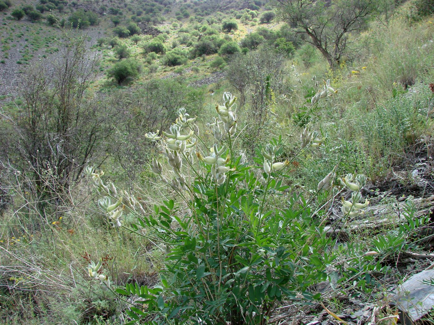 Image of Astragalus iskanderi specimen.