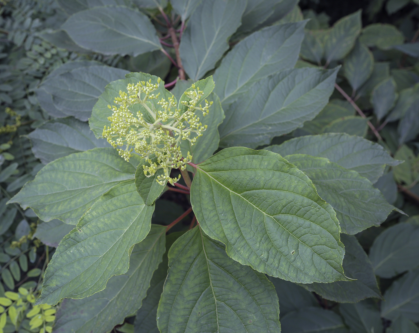 Изображение особи Hydrangea paniculata.