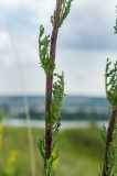 Senecio jacobaea. Средняя часть побега. Пермский край, пос. Юго-Камский, окр. Юго-Камского пруда, склон холма, разнотравно-злаковый луг. 28 июня 2021 г.