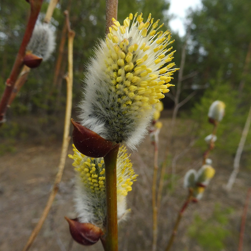 Image of Salix daphnoides specimen.