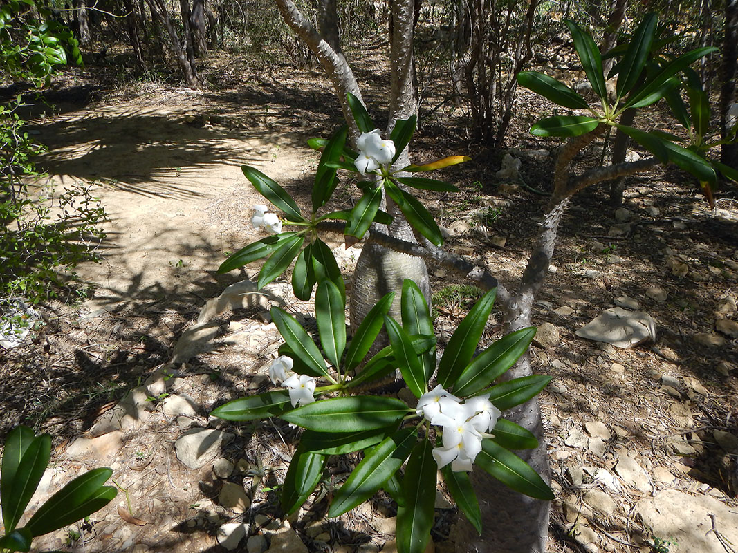 Изображение особи род Pachypodium.