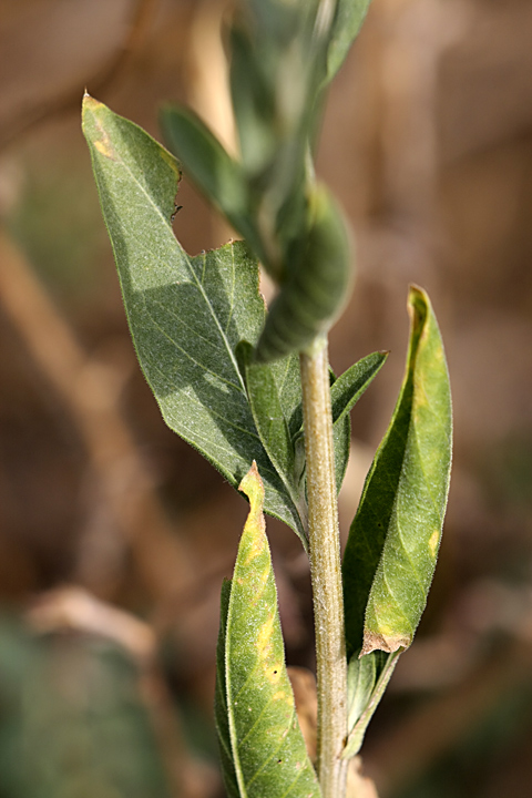 Image of Stizolophus balsamita specimen.