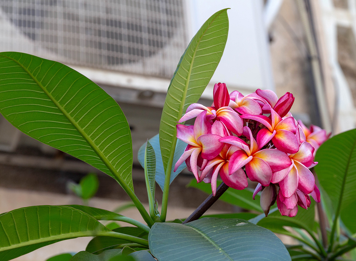 Image of Plumeria rubra specimen.