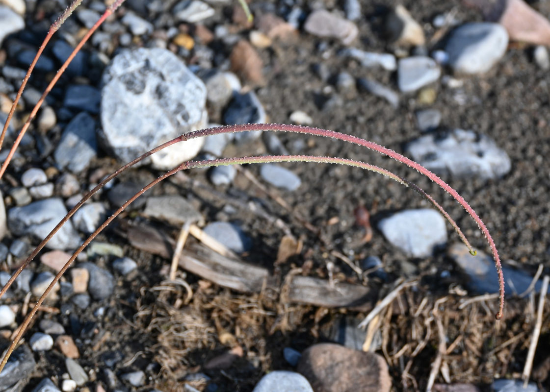 Image of Glaucium squamigerum specimen.