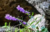 Campanula rapunculoides. Верхушки побегов с соцветиями. Дагестан, Гунибский р-н, Салтинская теснина, на скале. 30.07.2022.