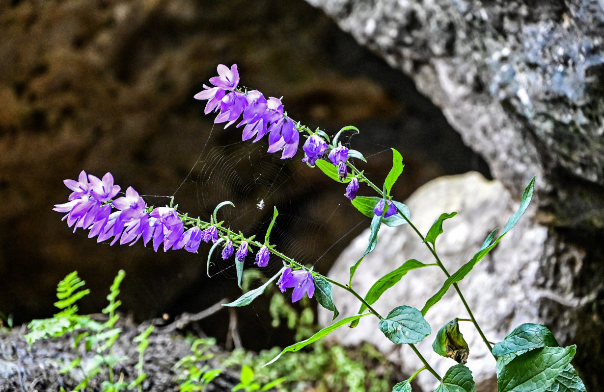 Image of Campanula rapunculoides specimen.