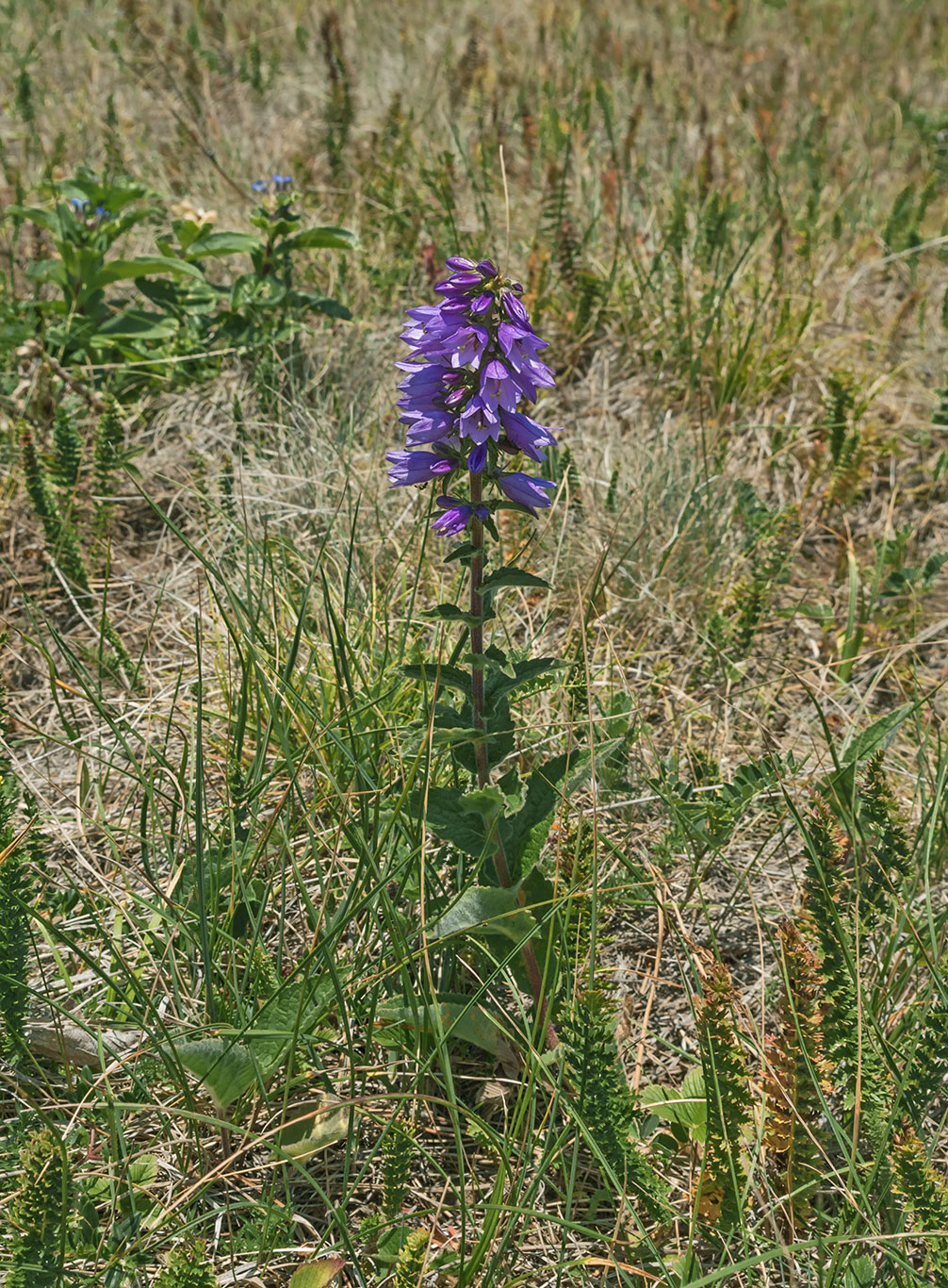 Image of Campanula bononiensis specimen.