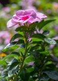 Catharanthus roseus. Верхушка побега с цветками. Израиль, г. Бат-Ям, в культуре. 04.10.2022.