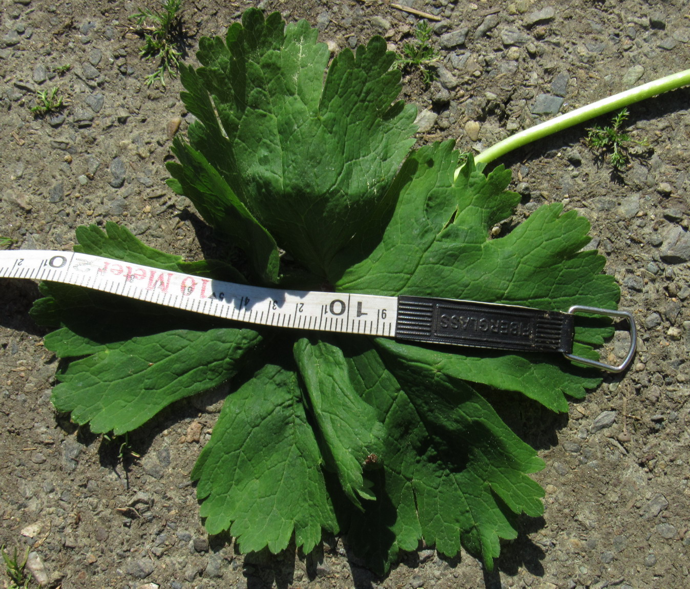 Image of Anemone baicalensis ssp. kebeshensis var. titenkinii specimen.