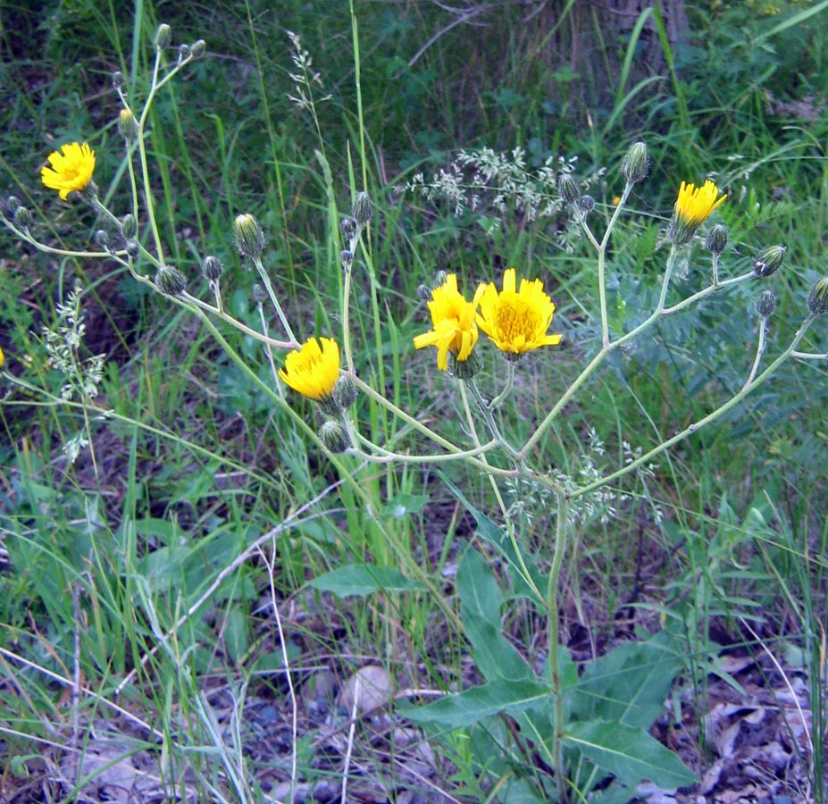 Изображение особи Hieracium korshinskyi.