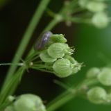 Heracleum asperum. Элементарное соплодие-зонтичек с незрелыми плодами (слева - слизень). Республика Ингушетия, Джейрахский р-н, ур. Нижний Кяхк, берег ручья Тетрисцкали. 21 июля 2022 г.