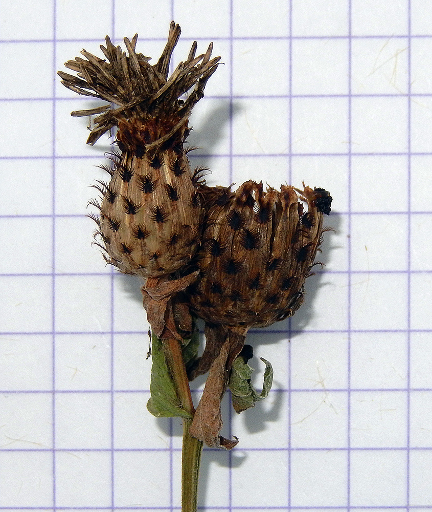 Image of Centaurea salicifolia specimen.