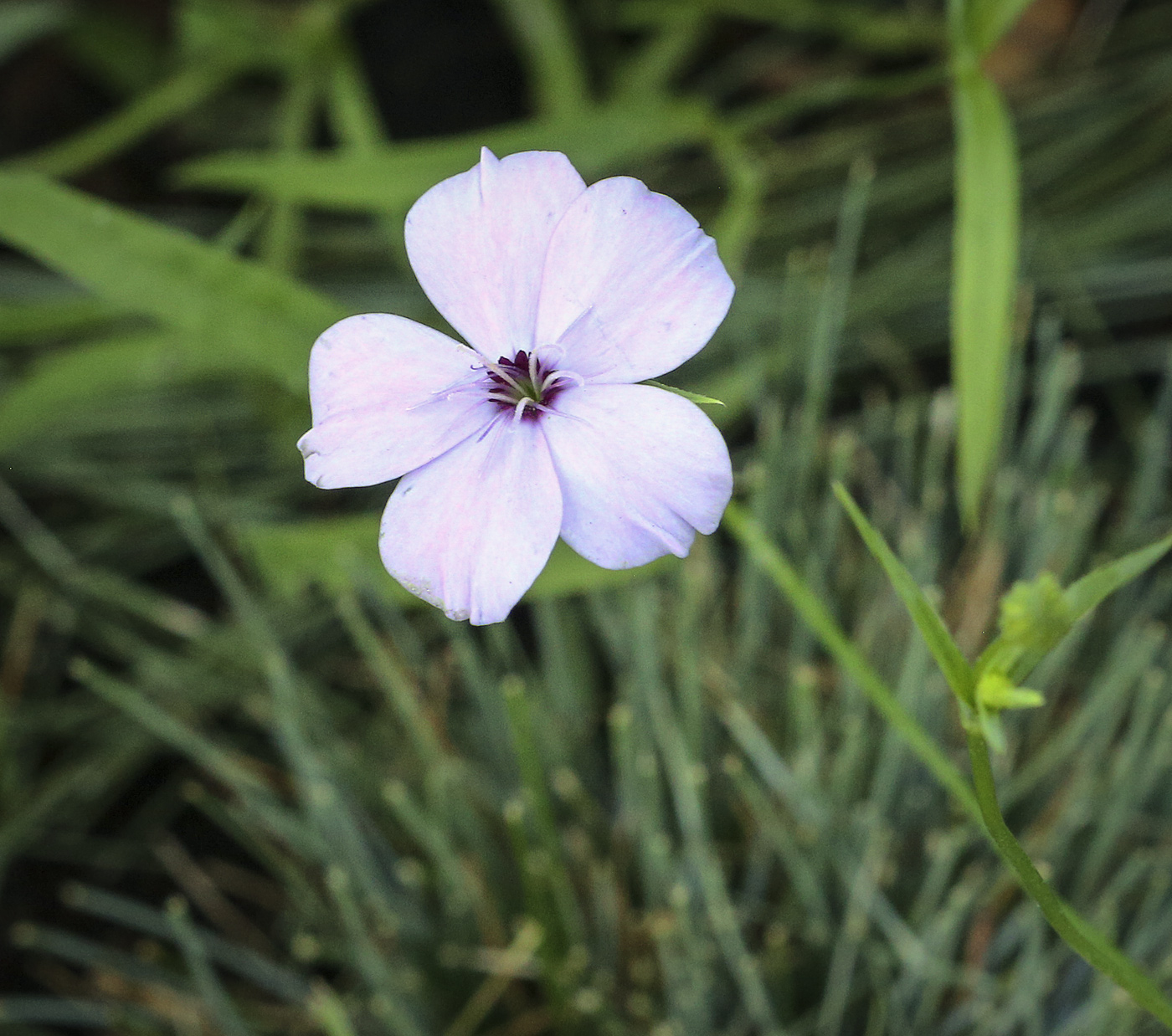 Image of Eudianthe coeli-rosa specimen.