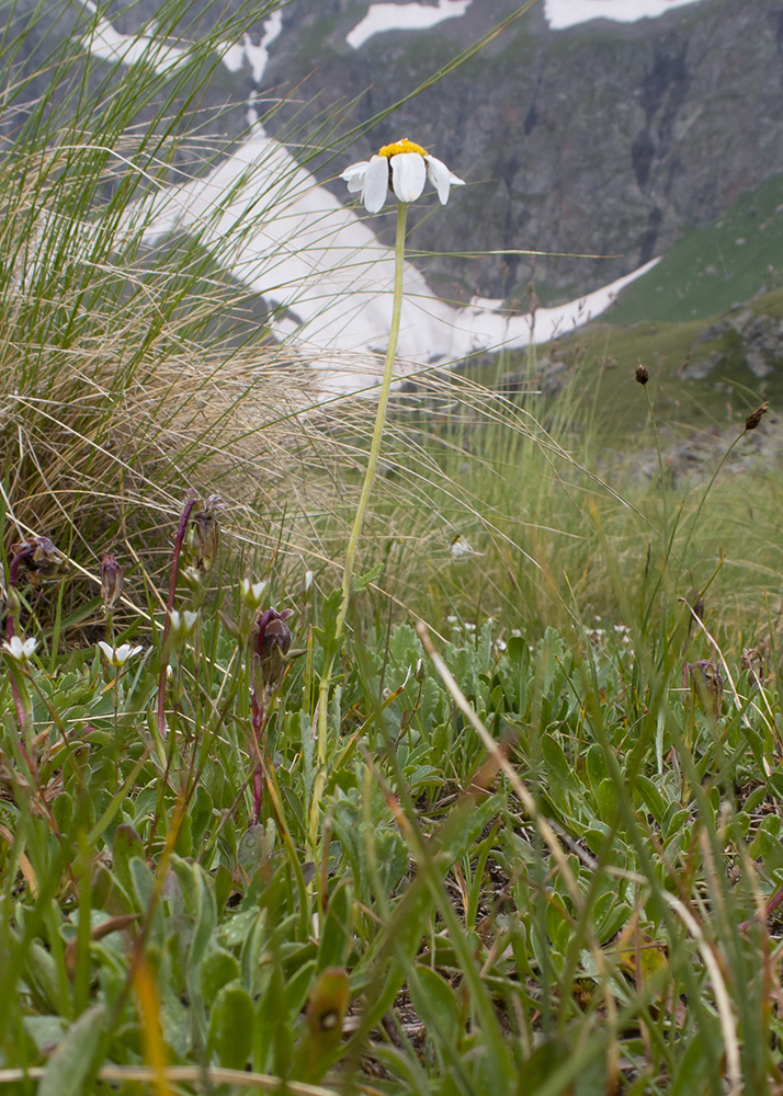 Image of Anthemis saportana specimen.