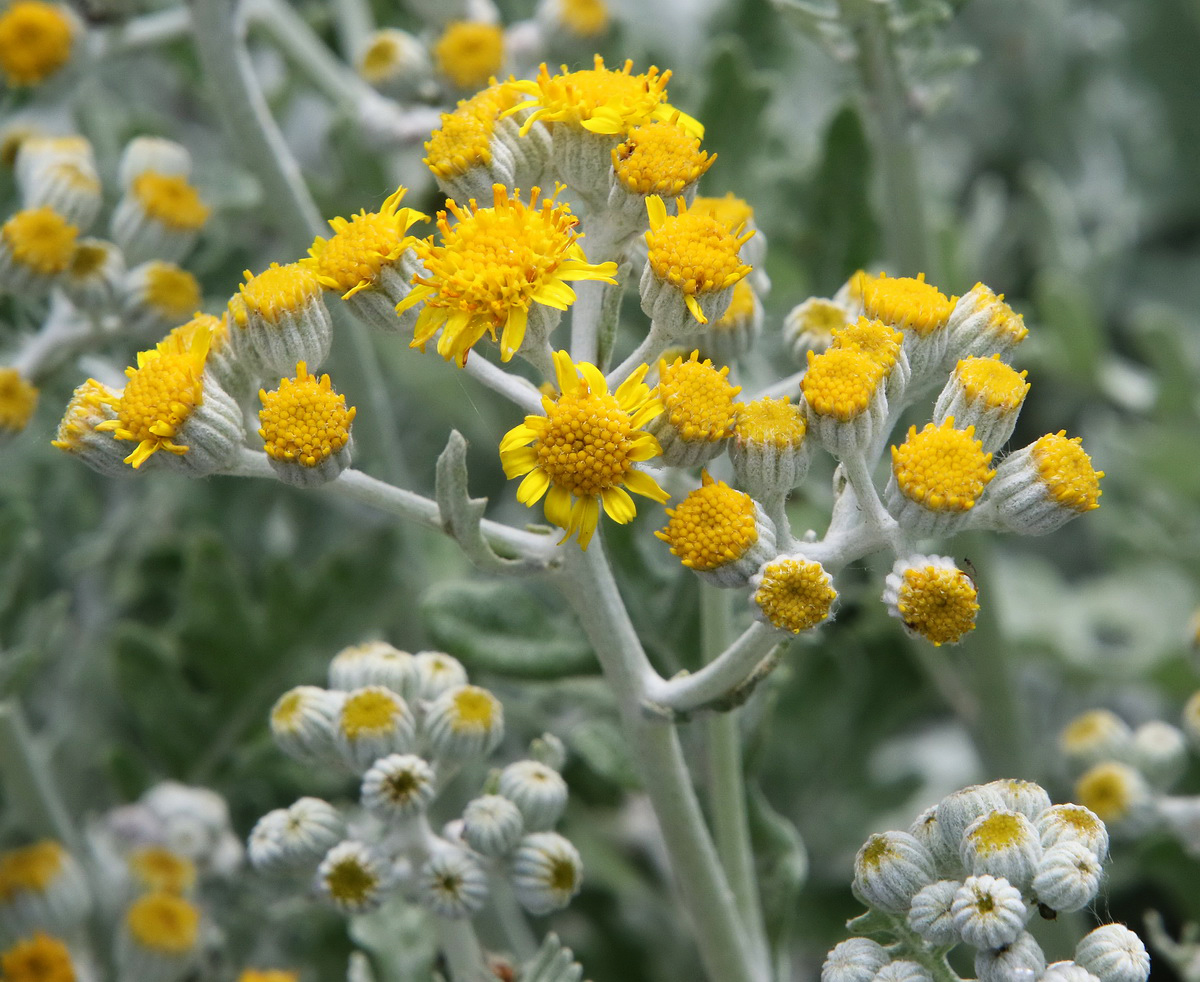 Image of Senecio cineraria specimen.