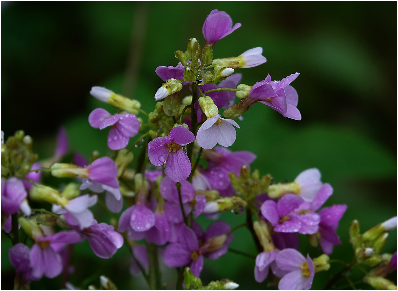 Image of Arabis &times; arendsii specimen.