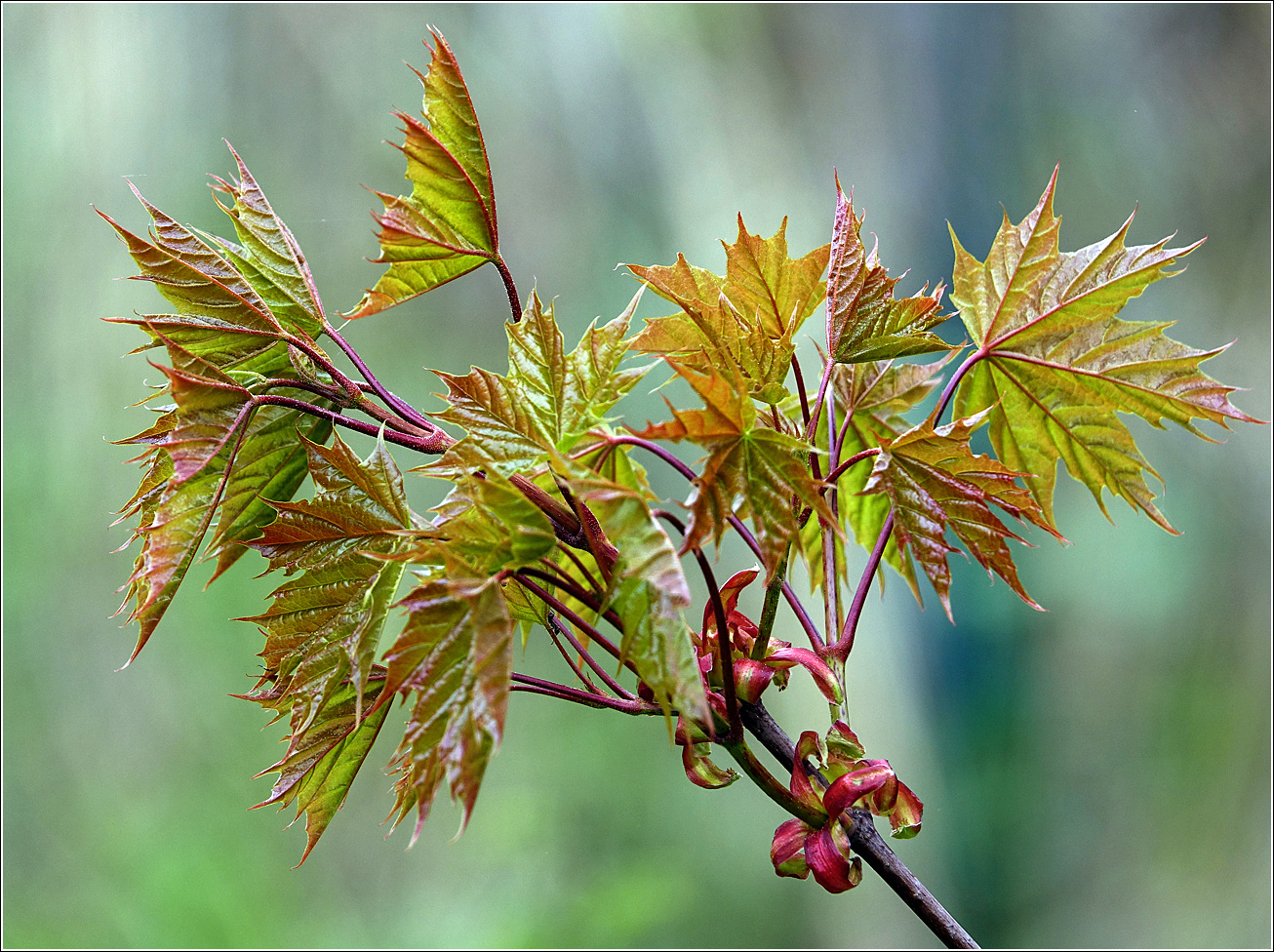 Image of Acer platanoides specimen.