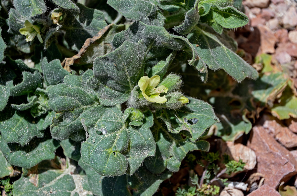 Изображение особи Hyoscyamus albus.