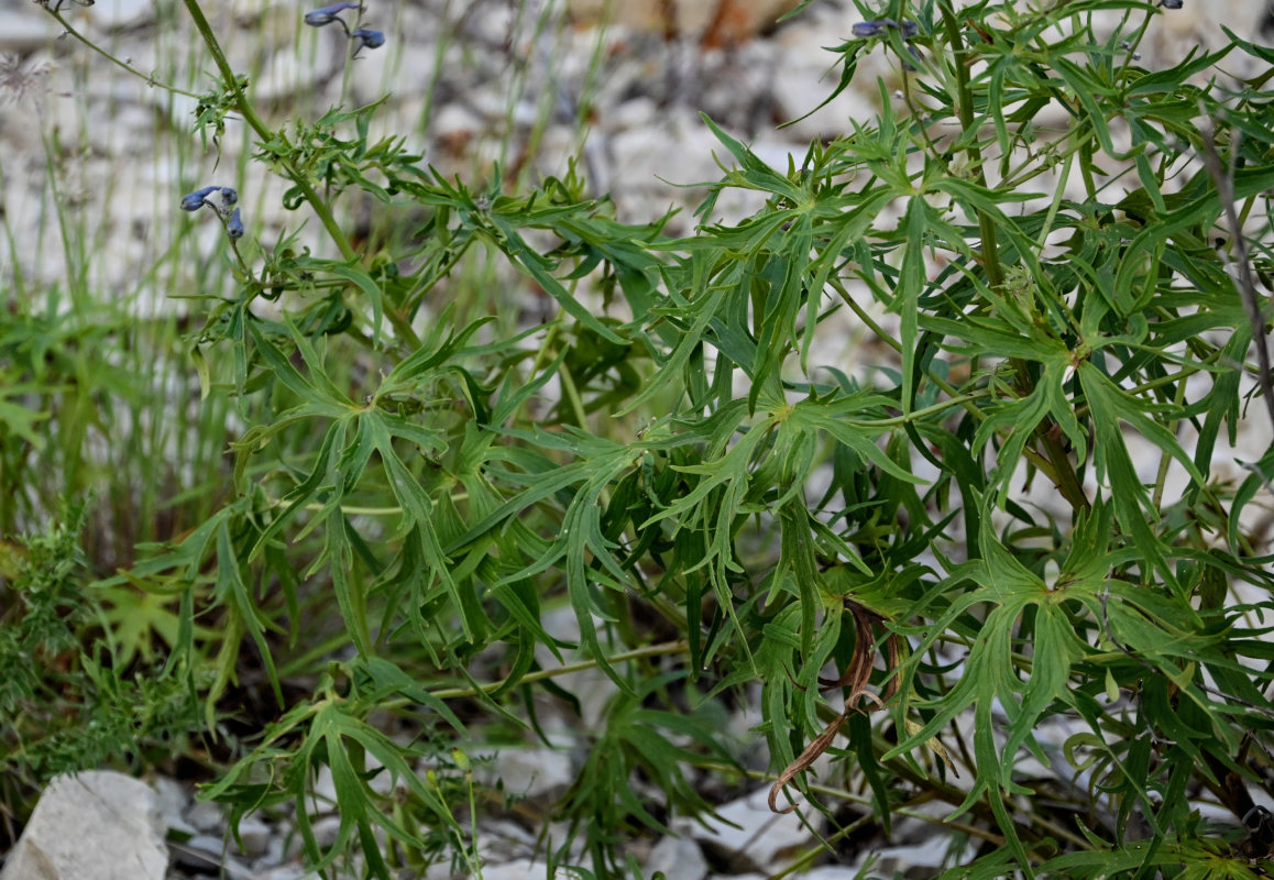 Изображение особи Delphinium crispulum.