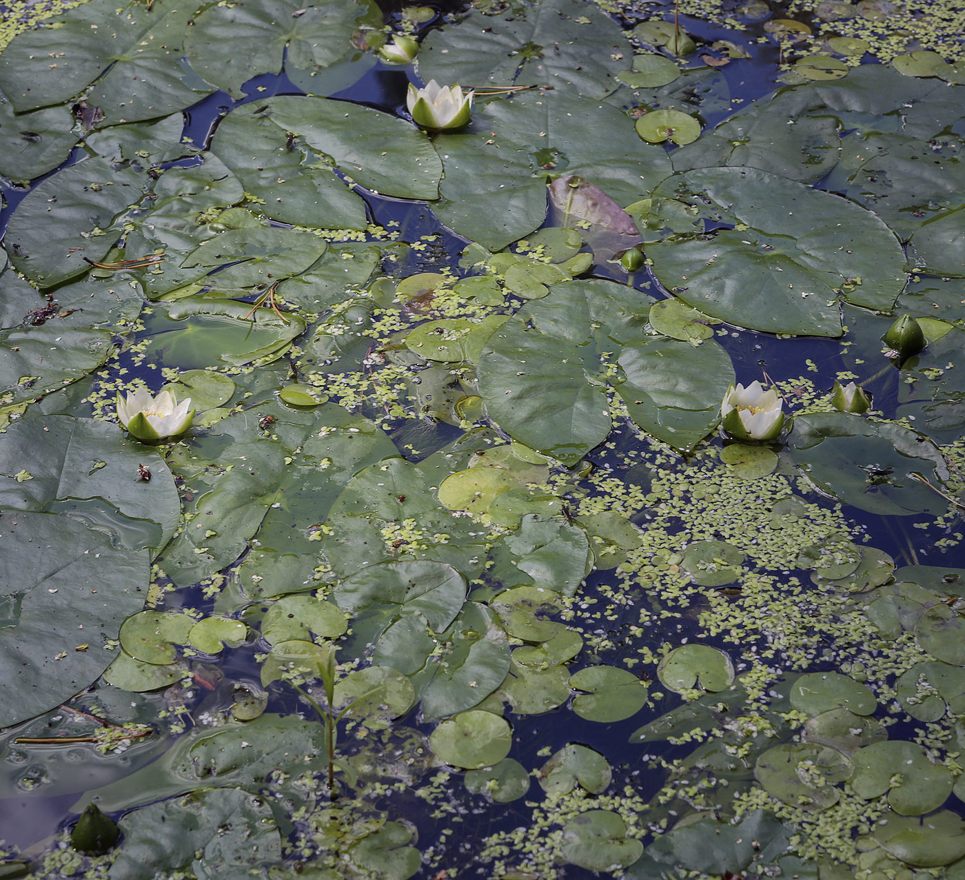 Изображение особи Nymphaea tetragona.