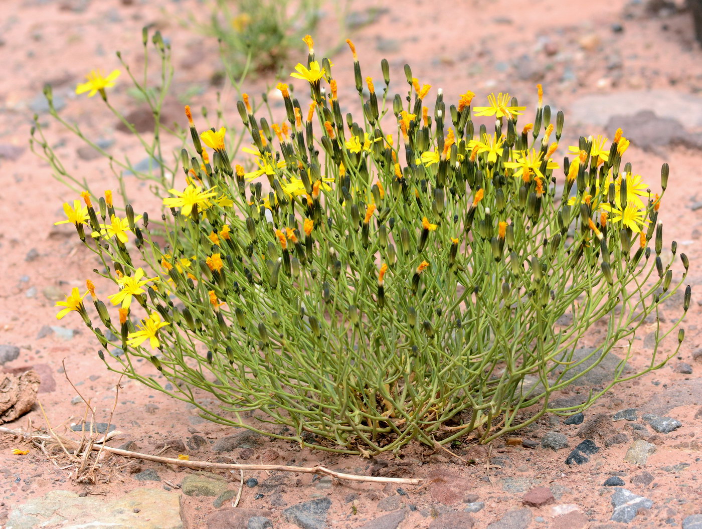 Изображение особи семейство Asteraceae.