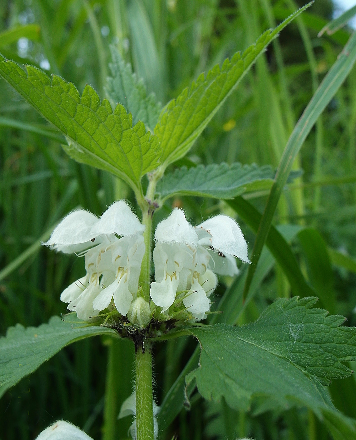 Image of Lamium album specimen.