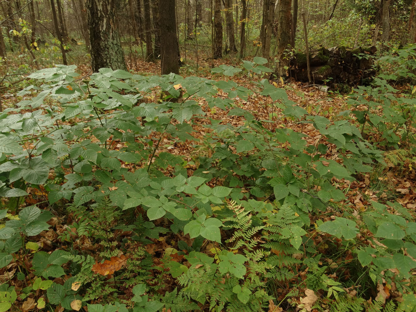 Изображение особи Rubus nessensis.