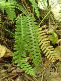 Polypodium sibiricum. Спороносящие вайи. Хабаровский край, окр. г. Комсомольск-на-Амуре, широколиственный лес. 17.09.2023.