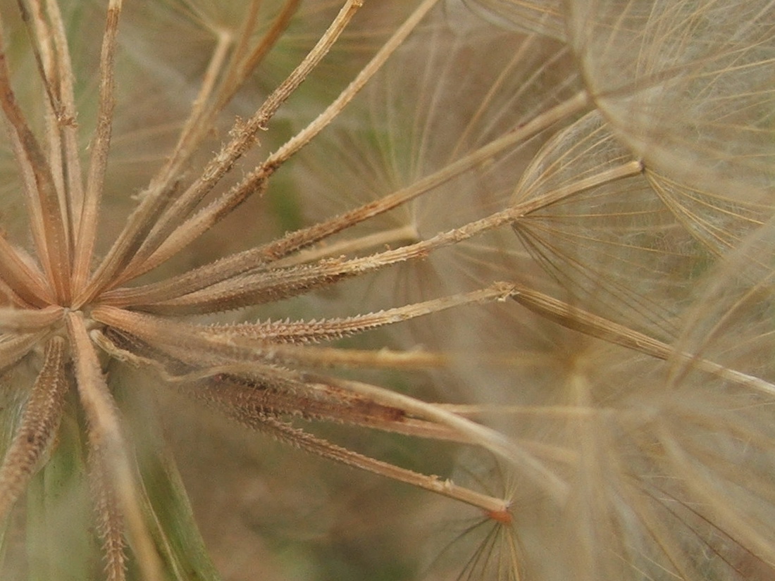 Image of Tragopogon dubius specimen.