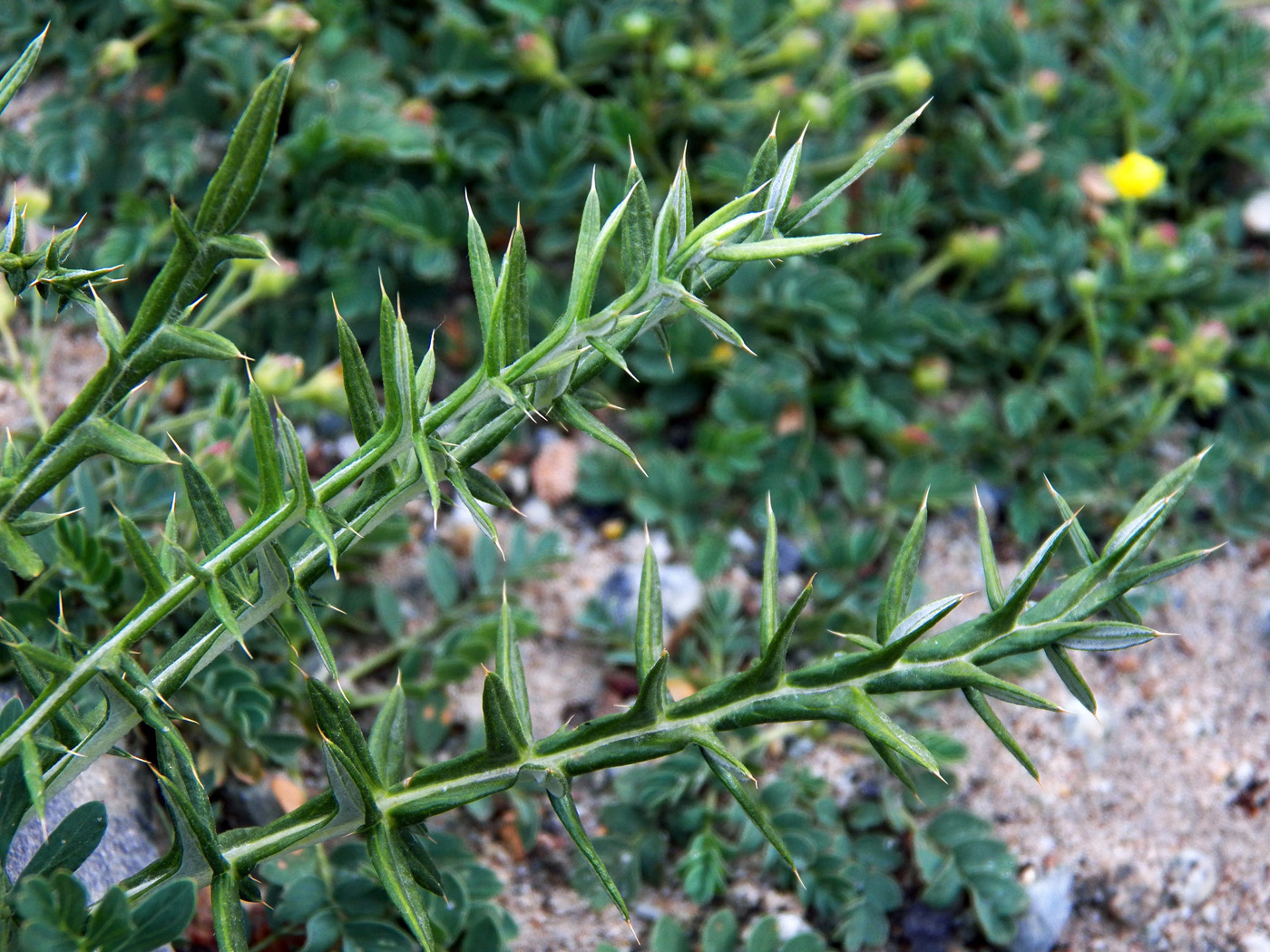 Image of genus Cousinia specimen.