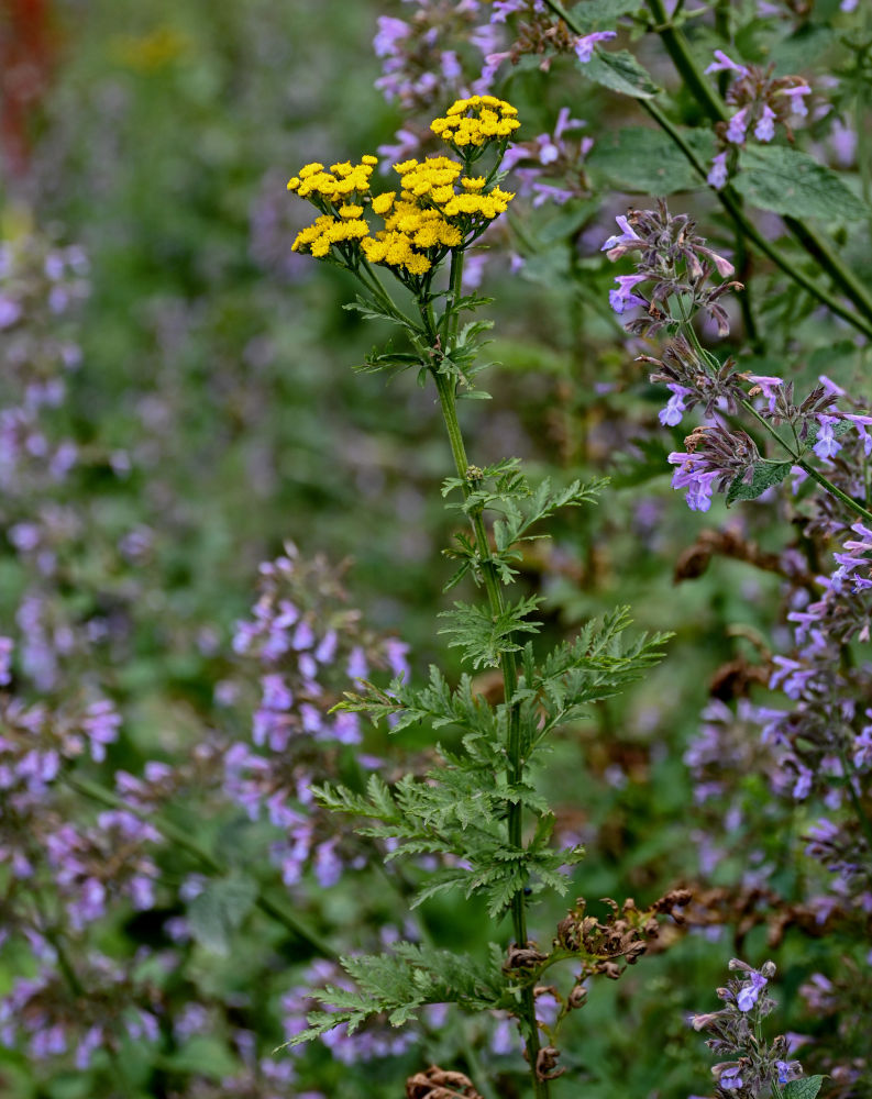 Image of genus Tanacetum specimen.