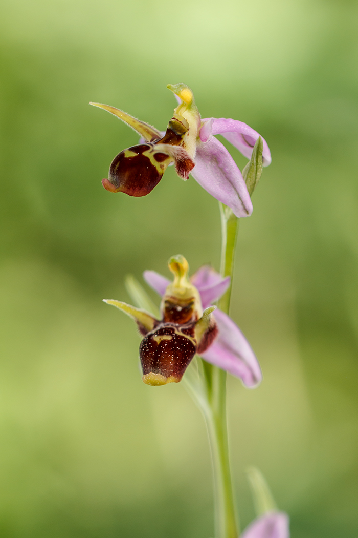 Изображение особи Ophrys oestrifera.