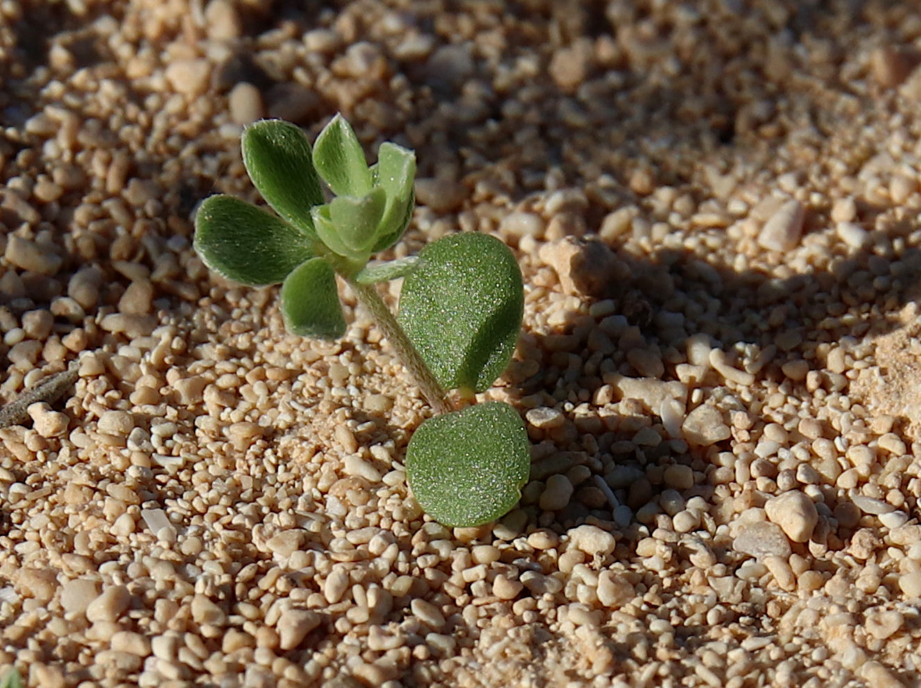 Image of Lotus creticus specimen.