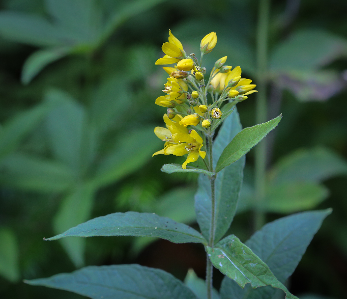 Image of Lysimachia vulgaris specimen.