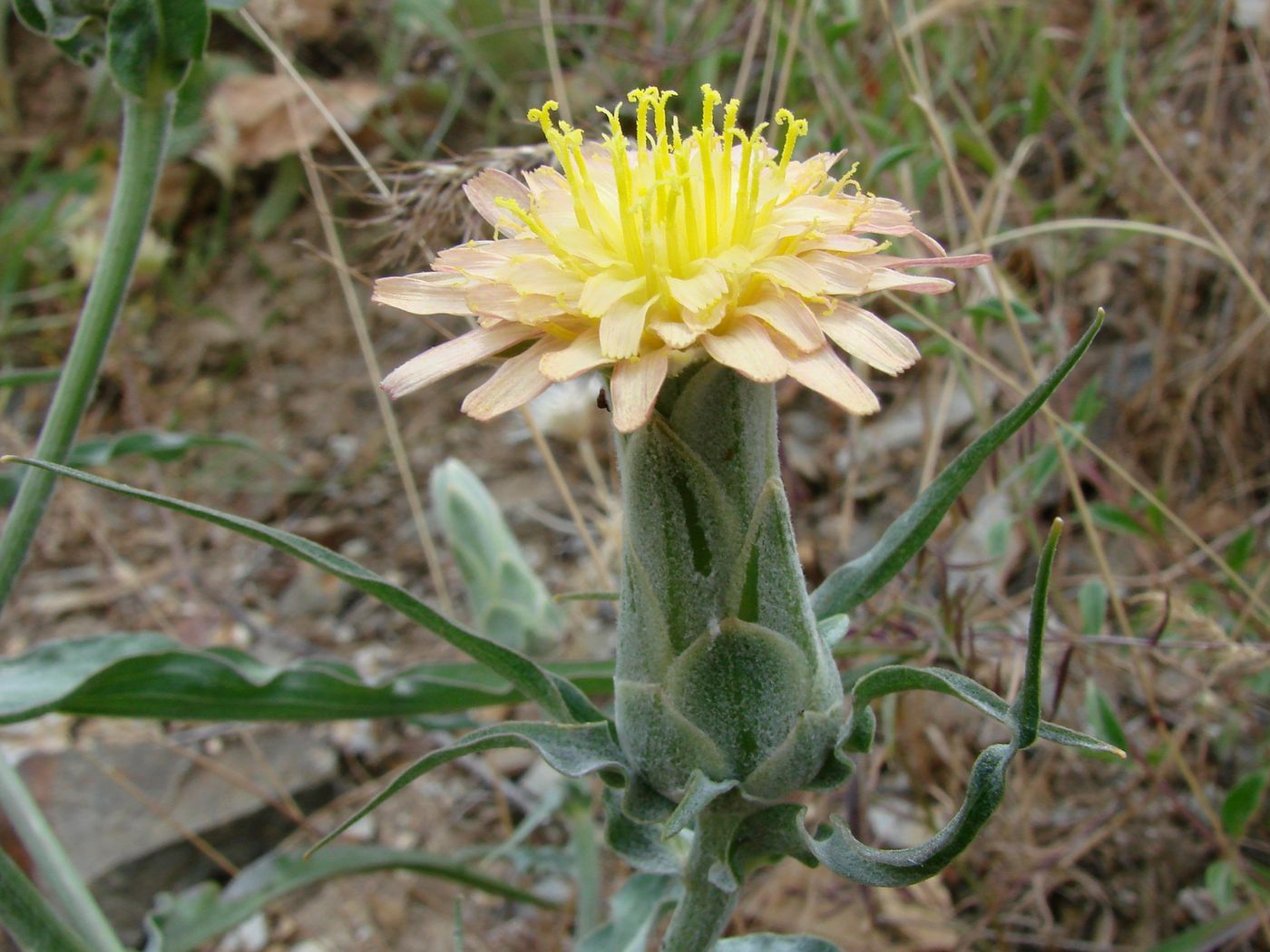 Изображение особи Scorzonera bracteosa.