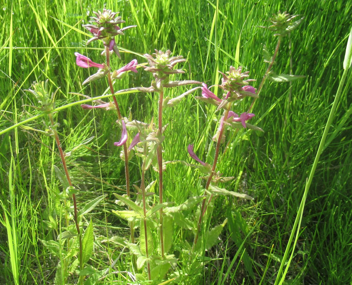 Изображение особи Pedicularis resupinata.