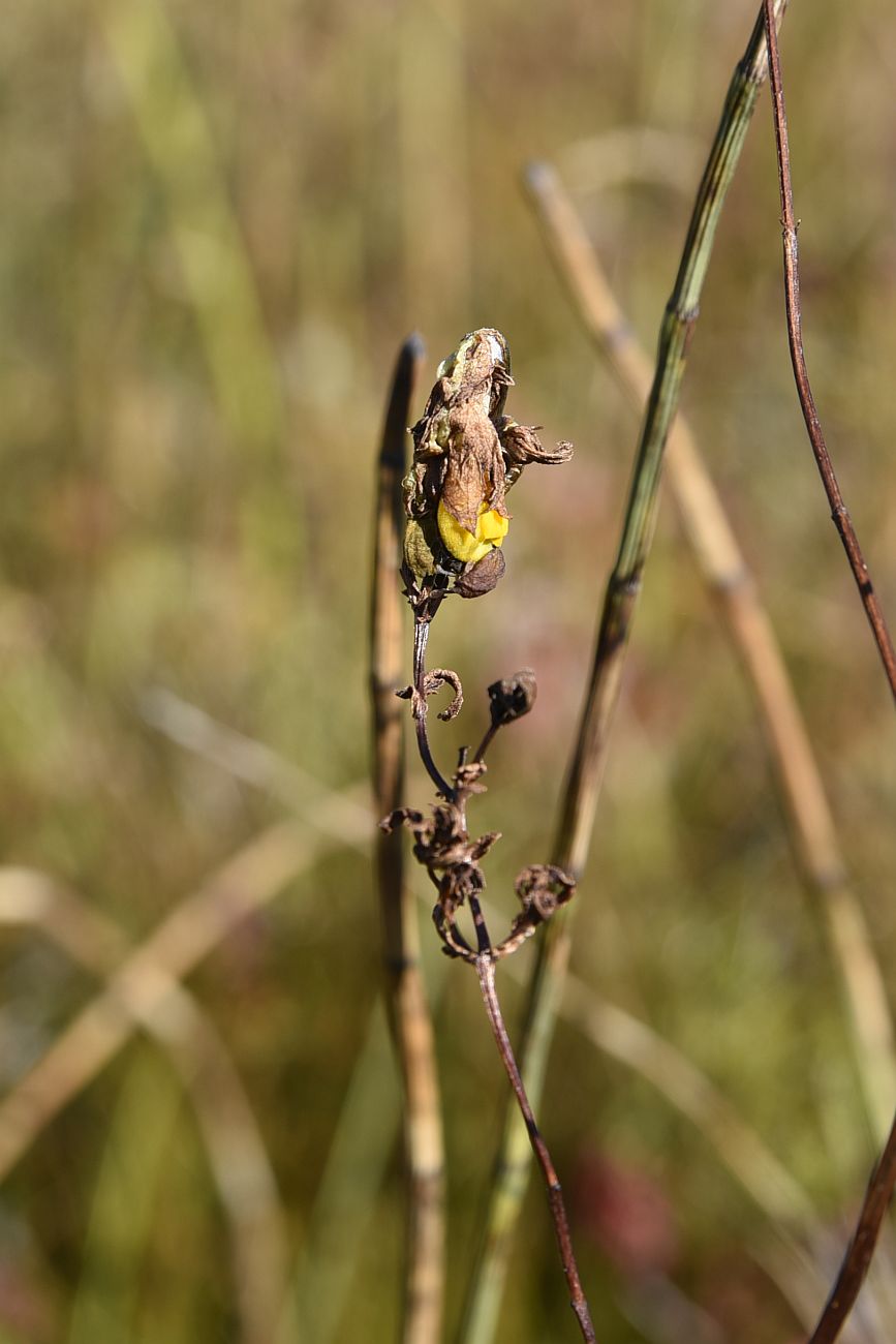 Image of genus Rhinanthus specimen.