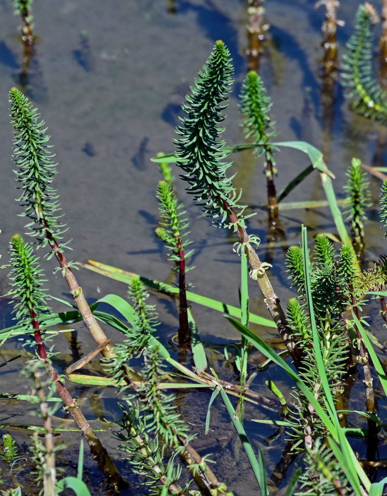 Image of Hippuris vulgaris specimen.