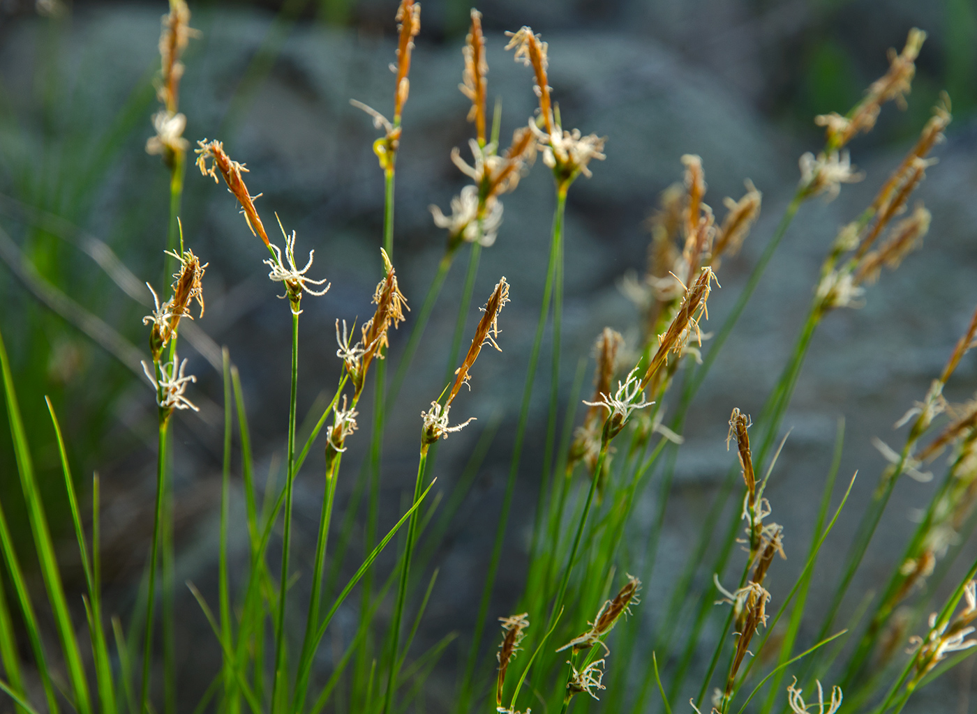 Изображение особи род Carex.