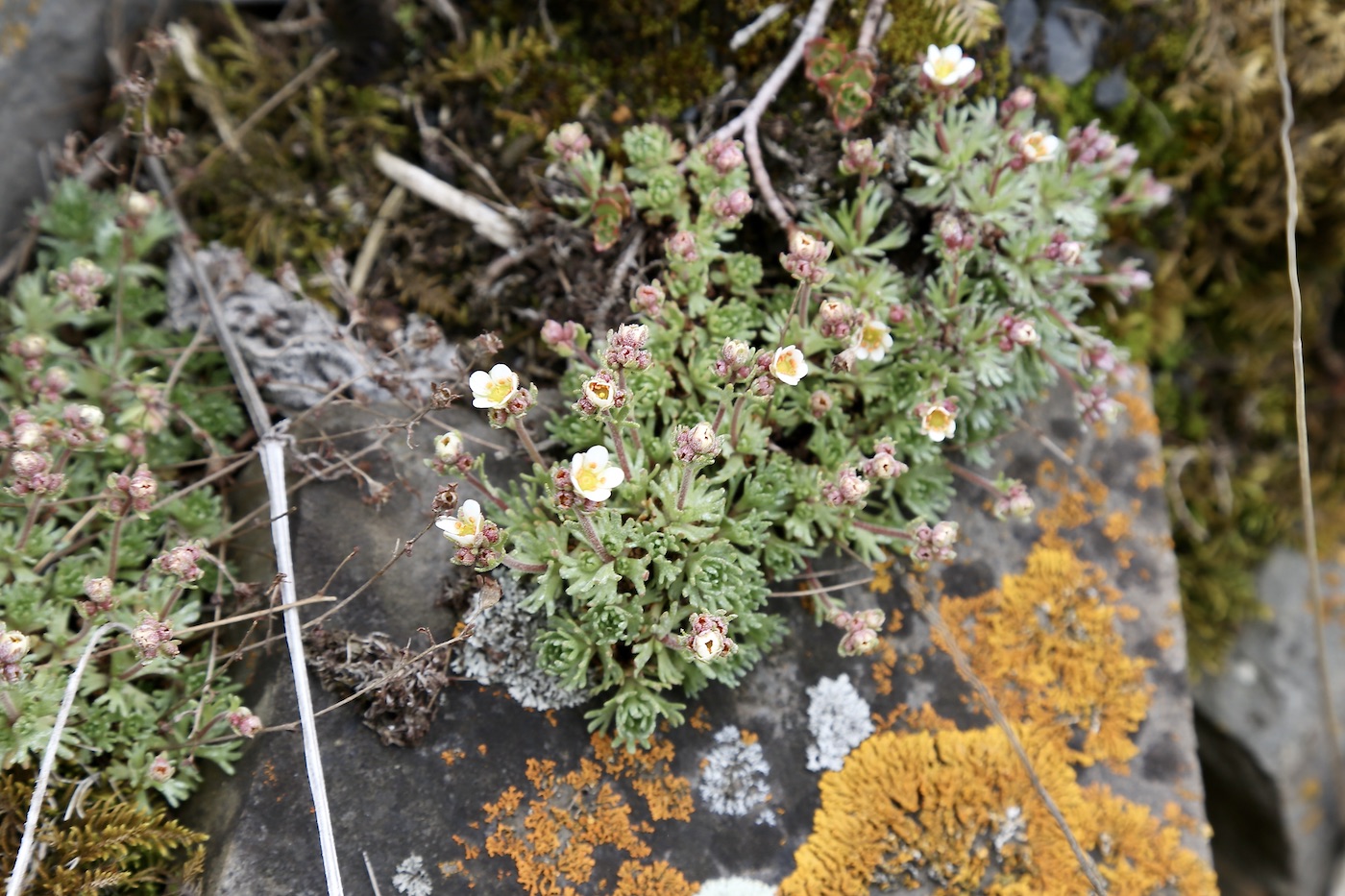 Изображение особи Saxifraga exarata.