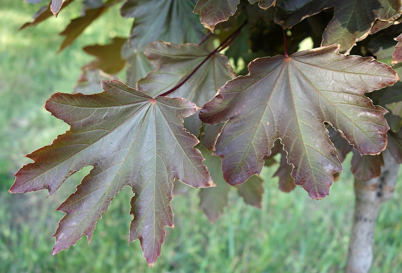 Image of Acer rubrum specimen.