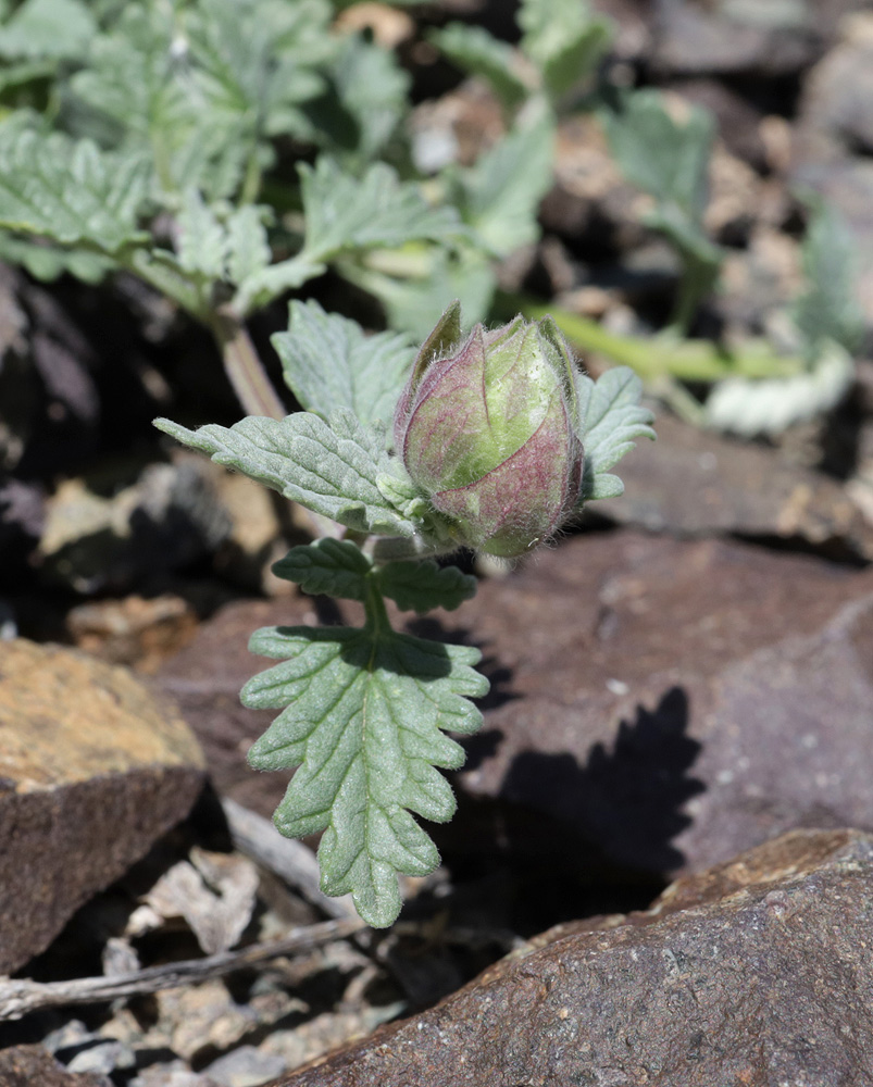 Image of Scutellaria sieversii specimen.