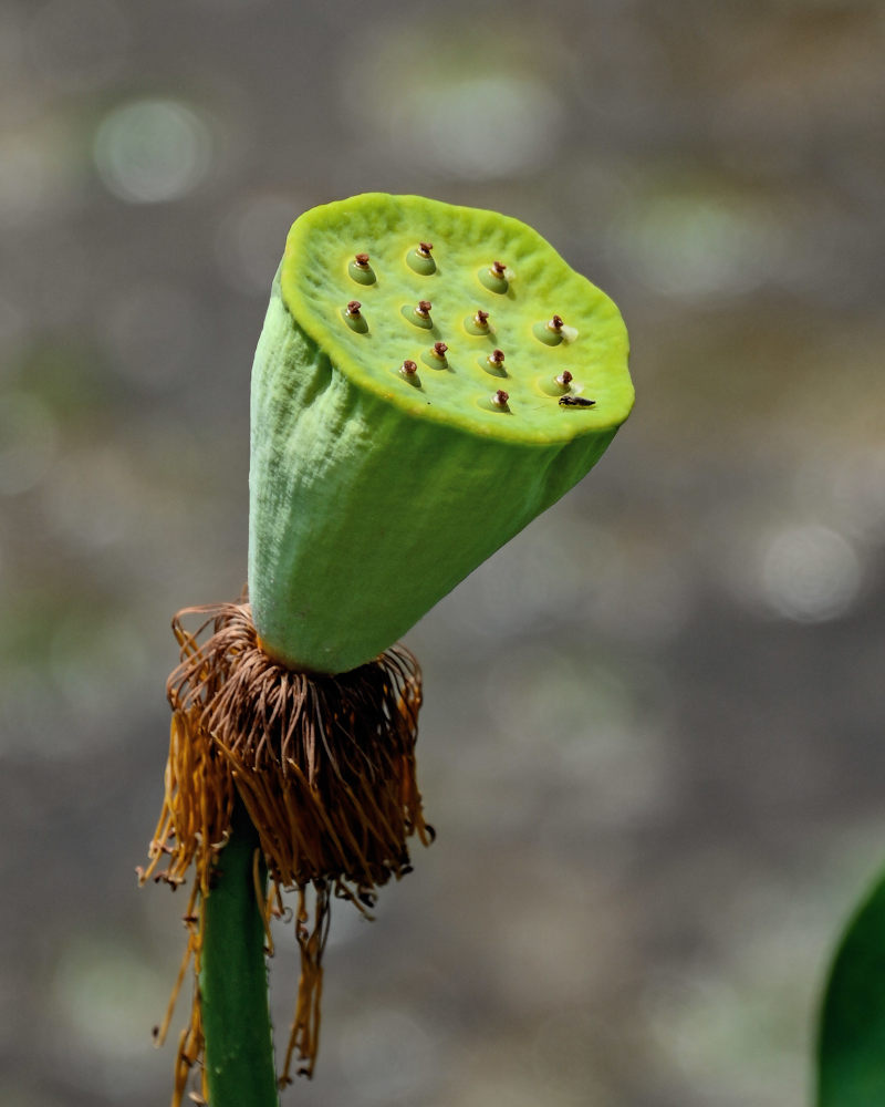 Изображение особи Nelumbo nucifera.