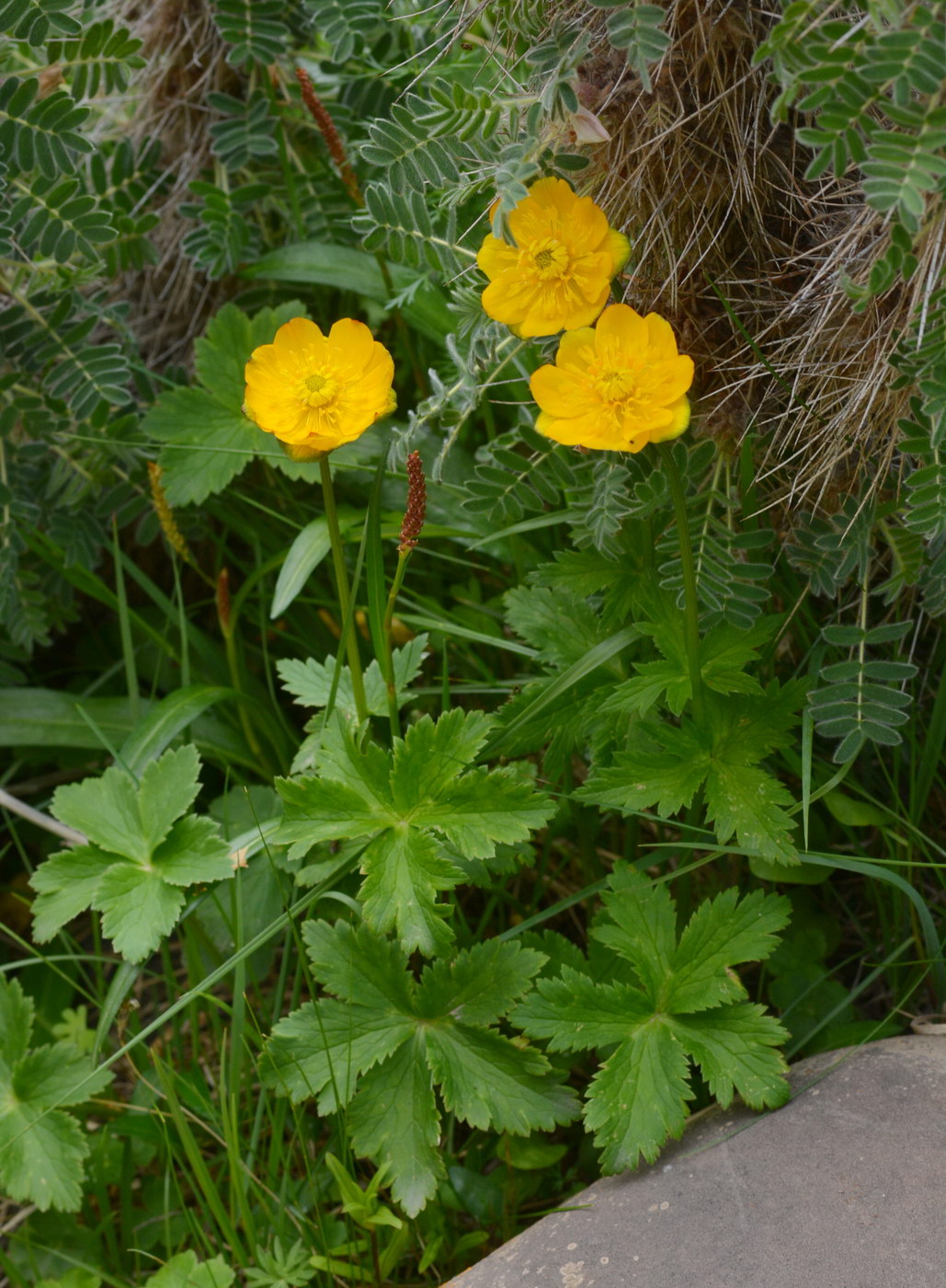 Изображение особи Trollius dschungaricus.