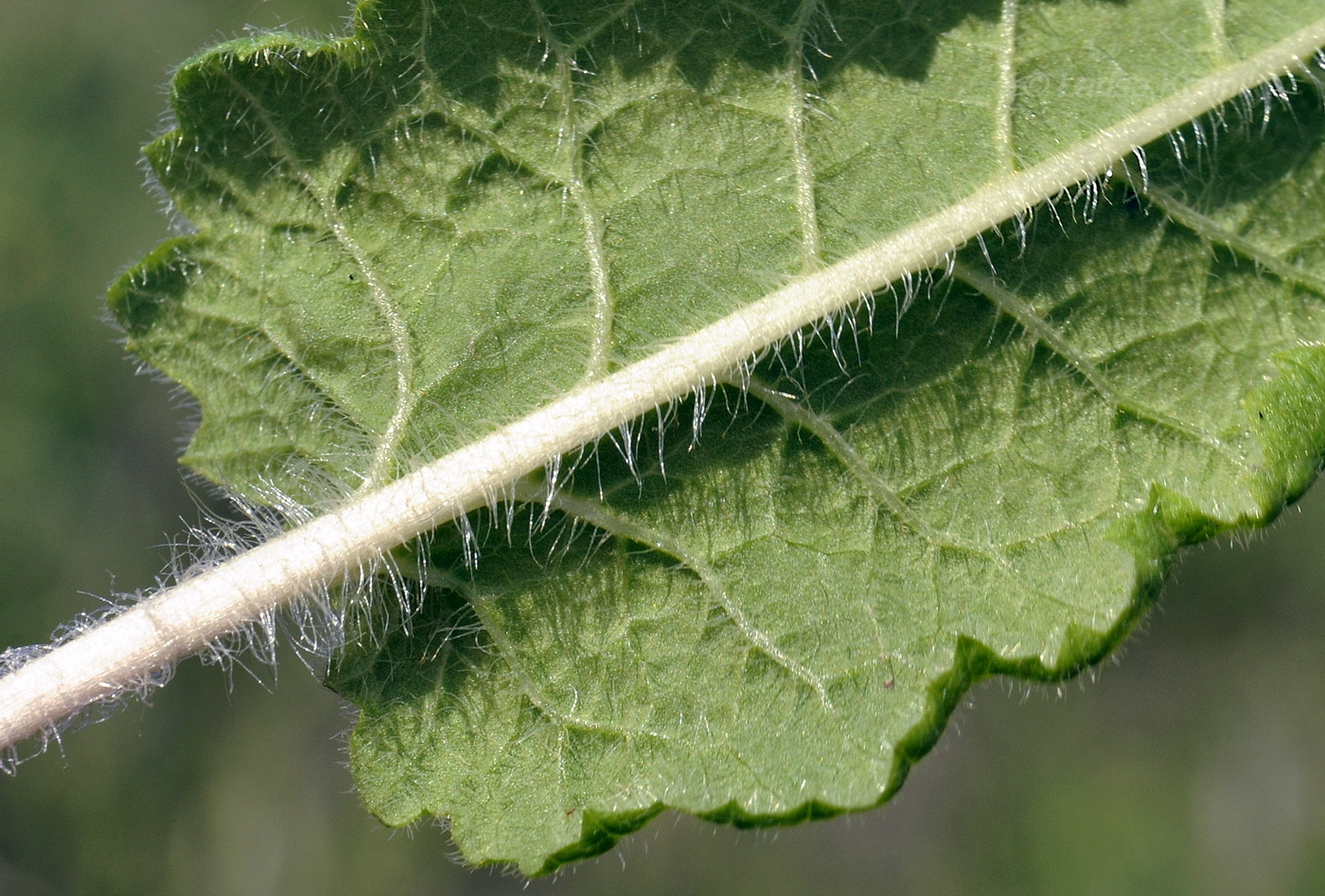 Image of Primula patens specimen.