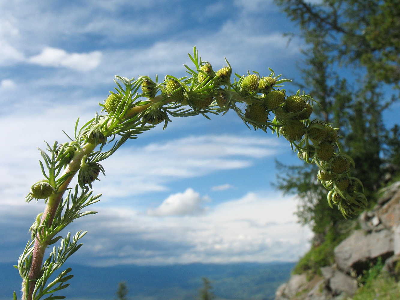 Изображение особи Artemisia rupestris.