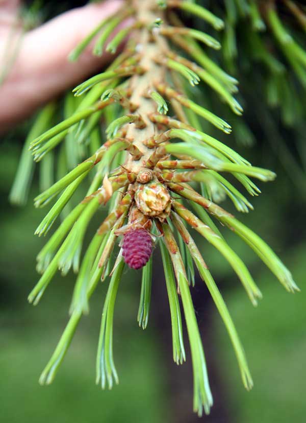 Изображение особи Pinus sibirica.