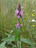 Stachys aspera. Цветущее растение. Хабаровский край, окр. г. Комсомольск-на-Амуре, дол. руч. Тёплый ключ, лужайка меж двух грунтовых дорог. 03.08.2024.