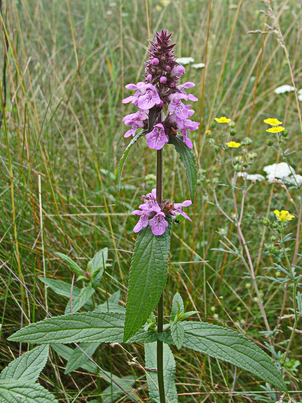 Image of Stachys aspera specimen.