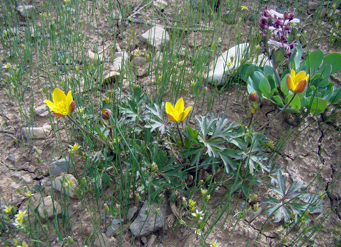 Image of Anemone gortschakowii specimen.